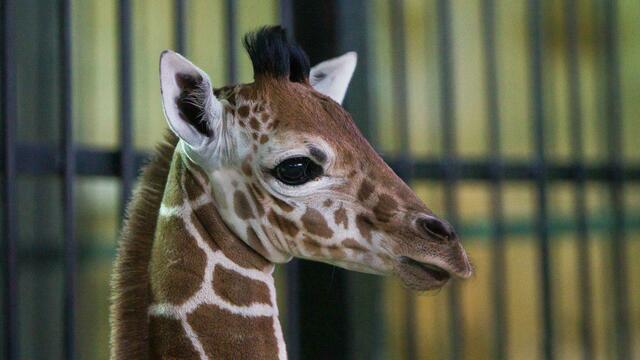 Калининградский зоопарк ищет новый дом для жирафёнка, родившегося в ноябре