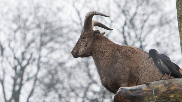 В новогодние праздники Калининградский зоопарк посетило рекордное число человек