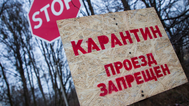 Свиньи тут больше не живут: что происходит в микрорайоне Калининграда, где объявлен карантин из-за АЧС