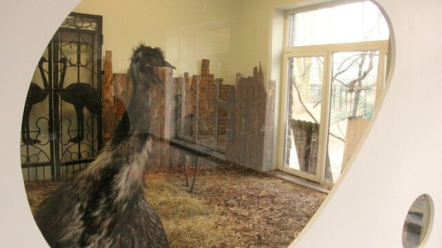 В Калининградском зоопарке страусиха снесла три яйца