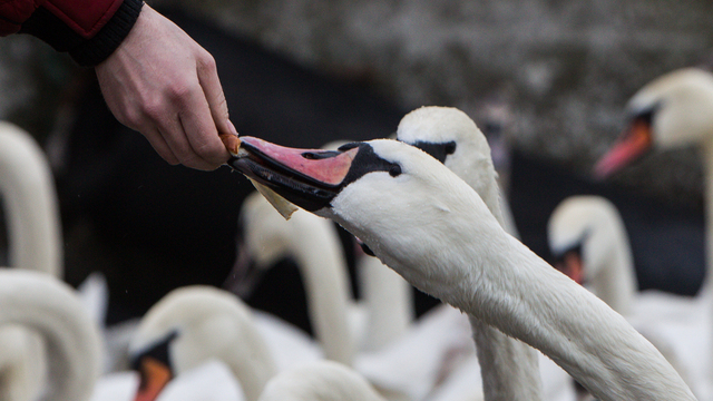В Ботаническом саду пройдёт открытая лекция о том, как фотографировать птиц