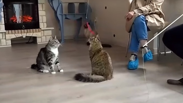 За четыре месяца из калининградского котокафе забрали восемь животных