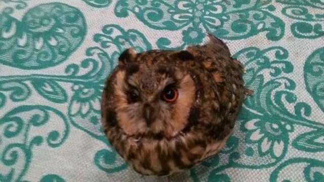 Калининградские волонтёры спасают сову, врезавшуюся на лету в автобус