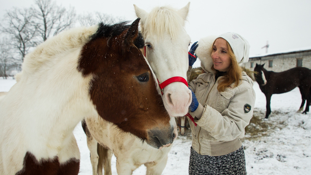 Калининградцы спасли 28 дрессированных лошадей, собрав средства на их содержание