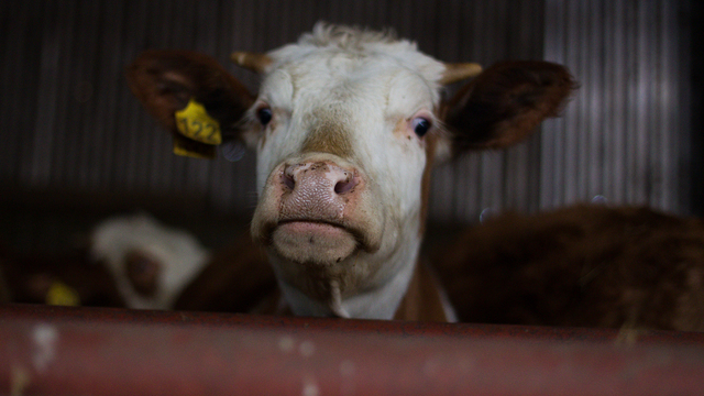 В Беловежской пуще домашняя корова присоединилась к стаду зубров