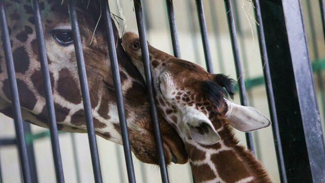 На конкурс по выбору имени для жирафёнка калининградцы прислали 80 заявок, стихи и рисунки