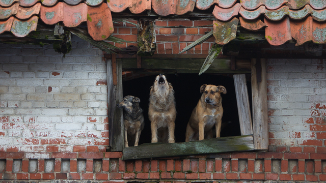 В приюте, где живут 170 бездомных собак, начали ремонтировать крышу