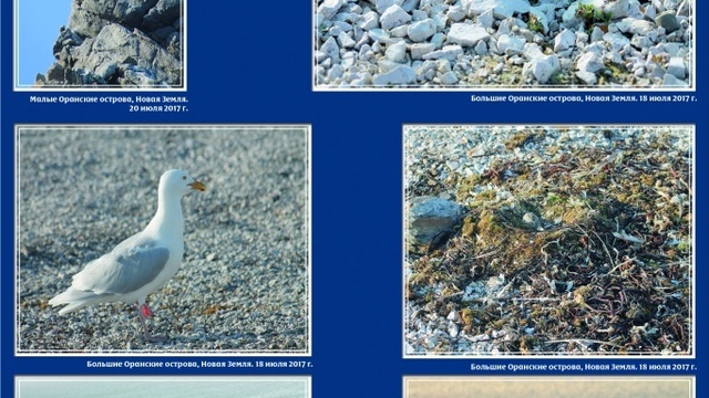 В БФУ открылась выставка фотографии из арктических экспедиций