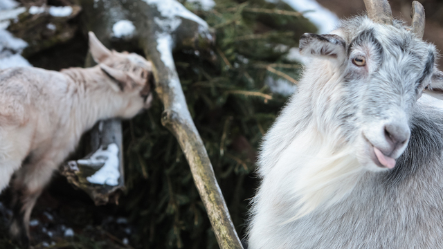 Из-за посетителей, приносящих еду, в Калининградском зоопарке козам прокалывают желудки