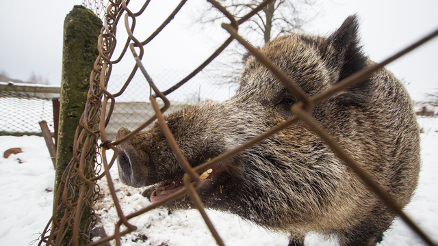 Минприроды намерено запретить продажу мяса диких животных, убитых с целью регулирования численности
