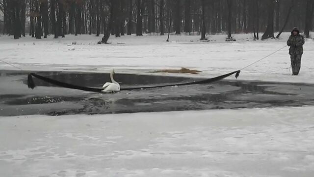 В парке Макса Ашманна спасли лебедя, которого покусала собака (видео)