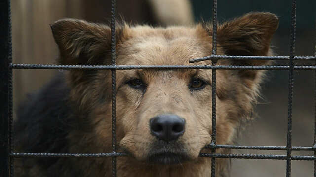 В Калининградской области готовят временные приюты для бездомных собак на время ЧМ-2018