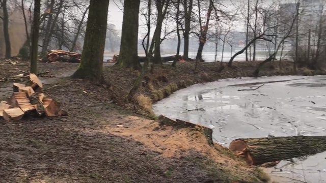 Появилось видео вырубки деревьев в Южном парке