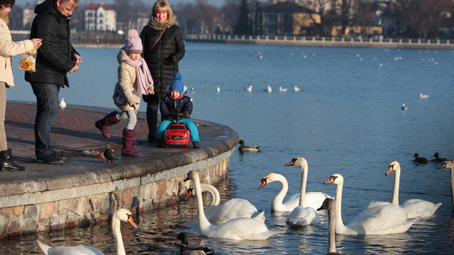 Калининградские волонтёры рассказали, чем грозит лебедям мороз и надо ли их спасать