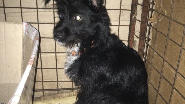 В Калининграде ищут хозяев для собаки, которую избивала хозяйка, лишённая родительских прав за истязание детей