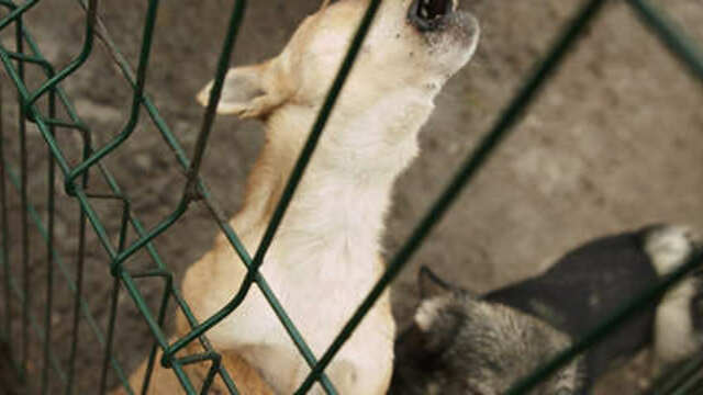 Учёные выяснили, кого чаще всего кусают собаки