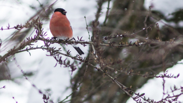 Белый и пушистый: заснеженный Калининград в объективе 