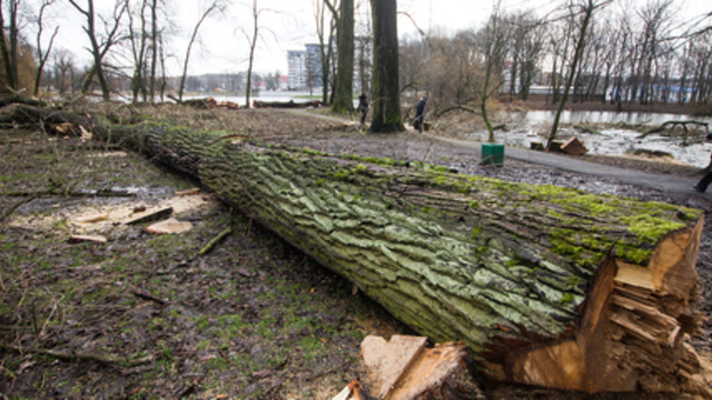 Власти Зеленоградска не смогли через суд заставить янтарный комбинат высадить две тысячи деревьев