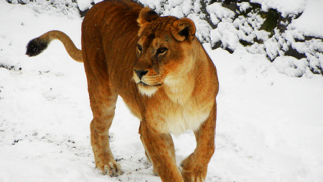 Лев, зебра и леопард в снегу: Калининградский зоопарк показал животных Африки в зимних пейзажах