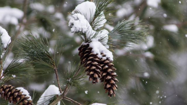 Калининградский зоопарк проведёт новую авторскую экскурсию о деревьях