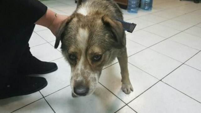 В Калининграде волонтёры просят помощи на лечение бездомного пса, которому пришлось ампутировать лапу