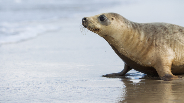 Флешмоб, мастер-классы и фотосессия: на Куршской косе отпразднуют День тюленя