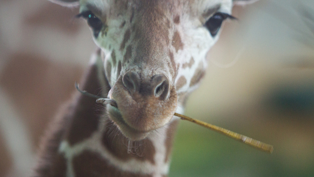 Из тысячи заявок: в Калининградском зоопарке выбрали имя для жирафёнка