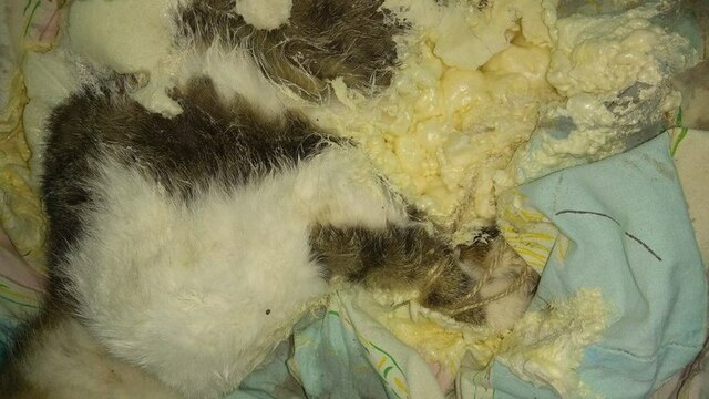 Калининградским зоозащитникам подкинули кошку со связанными лапами в мешке, залитом монтажной пеной