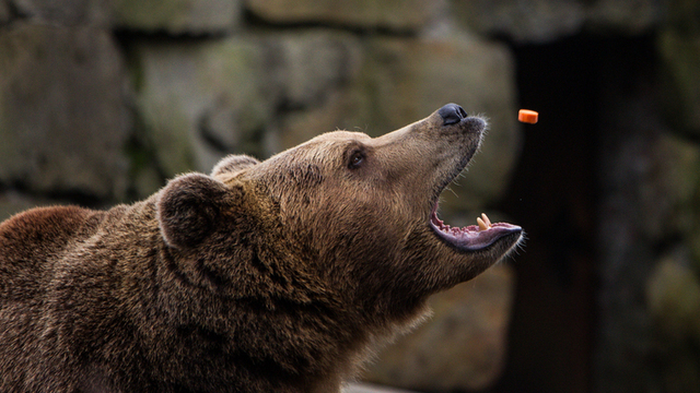 Калининградцы впервые не стали закармливать животных в зоопарке на Масленицу