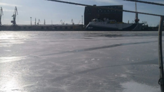 В Калининграде лебеди вмёрзли в лёд на Преголе