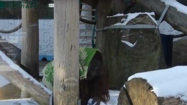 Медведи дремлют, страусы кучкуются: как животные в Калининградском зоопарке переживают морозы (фото)