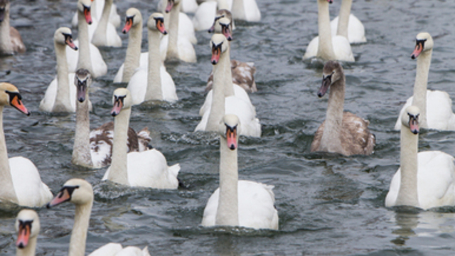 В Балтийске открыли теплопункт для замерзающих лебедей