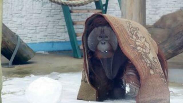 В Калининградском зоопарке орангутан Бенджамин из Дании научился понимать русский язык