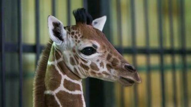Жирафёнка, которому калининградцы выбирали имя, передадут в другой зоопарк