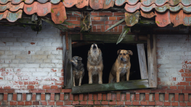 Стало известно, сколько бездомных собак примут две калининградские передержки на время ЧМ-2018