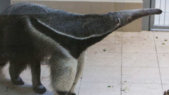Калининградскому муравьеду в марте привезут подружку из зоопарка Дании 