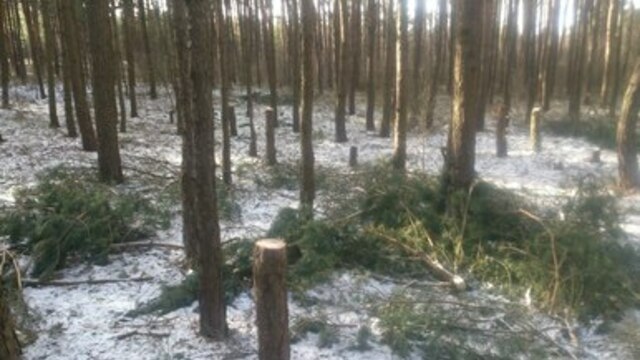 На Балтийской косе неизвестные вырубили около 20 сосен (фото)