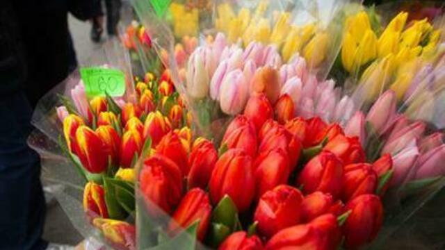 В Калининграде к празднику вырастили новые сорта тюльпанов 