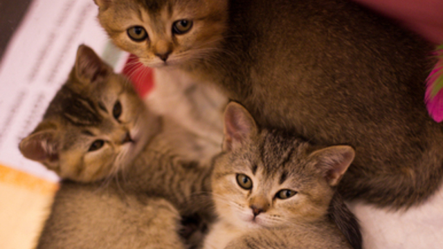 В Зеленоградске выбрали человека, которому мэрия будет платить за кормление кошек в сквере