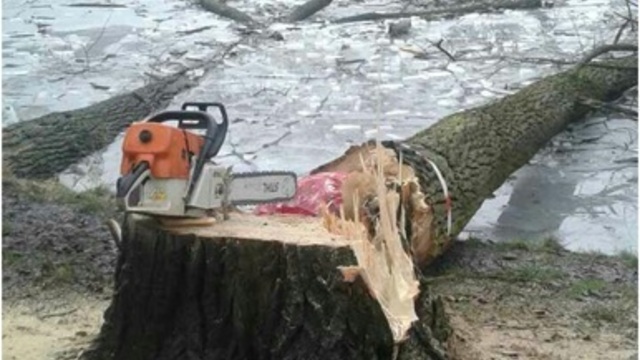 Алиханов: Арендатор леса в Гвардейском и Полесском районах вёл вырубку по подложным документам