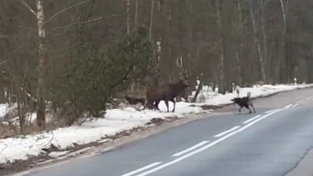 На Куршской косе очевидцам удалось спасти оленя от бродячих собак