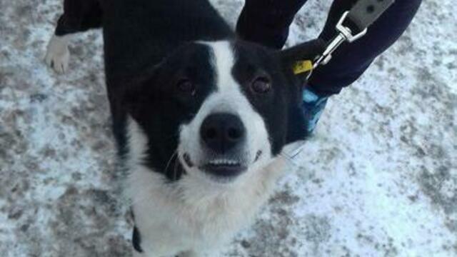 В Калининграде ищут дом для трёхногого пса, пострадавшего от рук человека