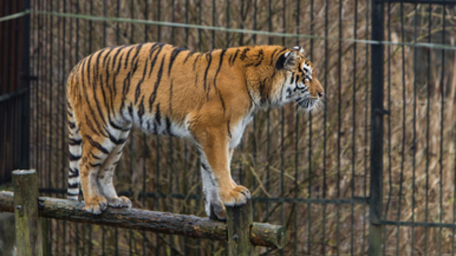 Калининградский зоопарк переходит на весеннее расписание