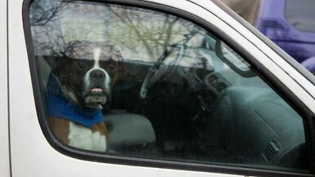 Въезд на Остров на машинах во время ЧМ-2018: где и как получить пропуск