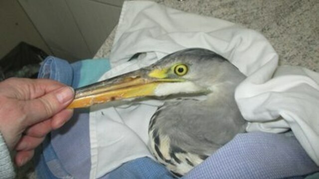 Единственный в области приют для диких животных оказался на грани банкротства