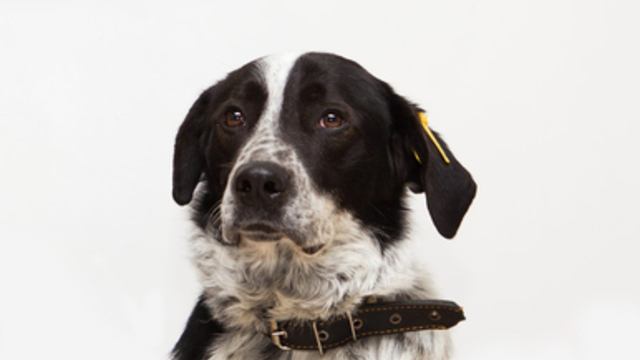 Пёс Скиф из приюта, снятый в  спецпроекте 