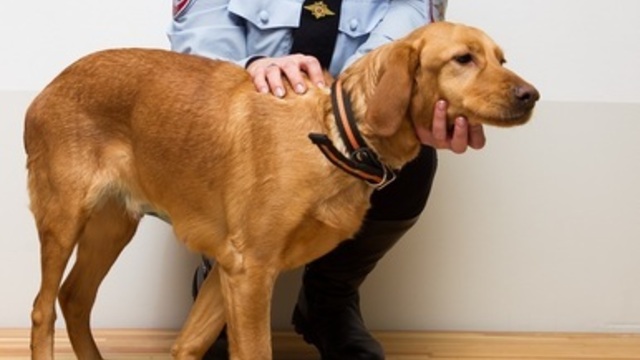 Счастье для Рыжей:  избитая прежним хозяином собака нашла новый дом благодаря фотопроекту 