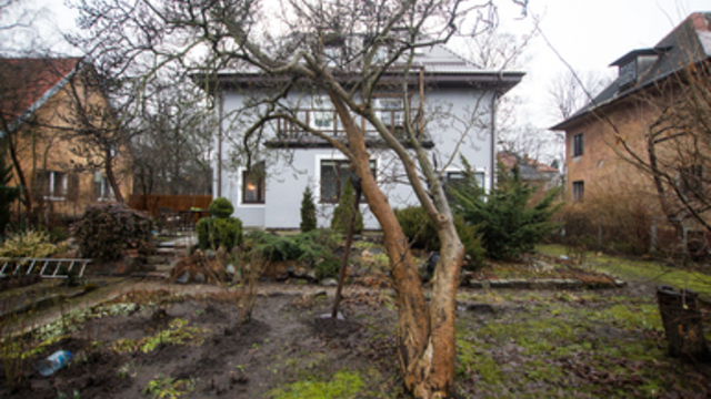 Дерево с историей: калининградцы спасают редкую магнолию, которой посвящали стихи 