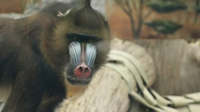 Доступ в калининградский зоопарк через вход со стороны ул. Чайковского возобновится 21 марта 