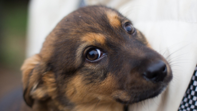 В Калининграде нашли место под приют для бездомных собак на время ЧМ-2018